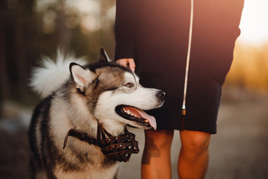 Walking With Husky Dog Happy Muzzle In Park