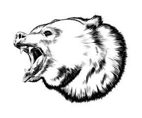 Hand drawn sketch of bear in black isolated on white background. Detailed vintage style drawing. Vector illustration