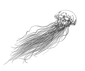 Hand drawn sketch of jellyfish in black isolated on white background. Detailed vintage style drawing. Vector illustration