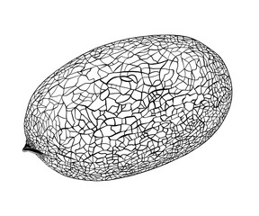 Honeydew melon. Whole fresh ripe sweet fruit. Melon realistic fruits, isolated on white background. EPS10 vector illustration