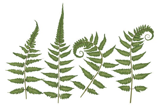 Set of silhouettes of a green forest fern isolated on white background. Vector illustration