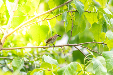 Bird (Yellow-vented Bulbul) on tree in nature wild