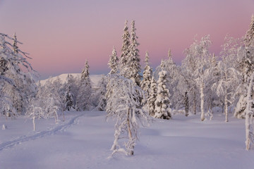 trees in snow