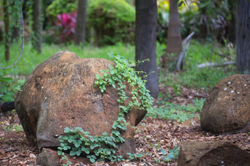Vine with small leaves clinging to rocks on the Atherton Tableland in Queensland, Australia