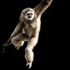 Obraz premium affe schwingt durch luft