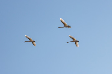 Three white swans flying on a blue sky background at sunny day