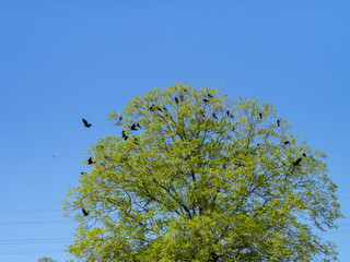 Juglans regia. Le noyer commun d'Europe.