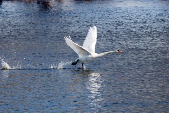 White swan take off from river surface