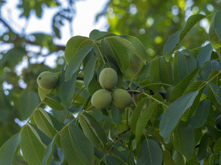 Juglans regia. Fruits immatures du noyer commun