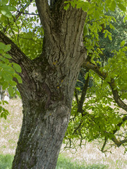 Juglans regia. Tronc du noyer commun