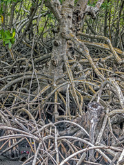 Mangrove swamp trees