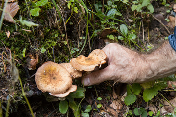 Agaric honey. picking mushrooms in the autumn forest with green tree and moss