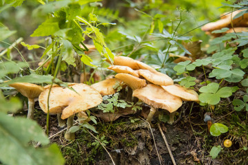 Agaric honey. picking mushrooms in the autumn forest with green tree and moss