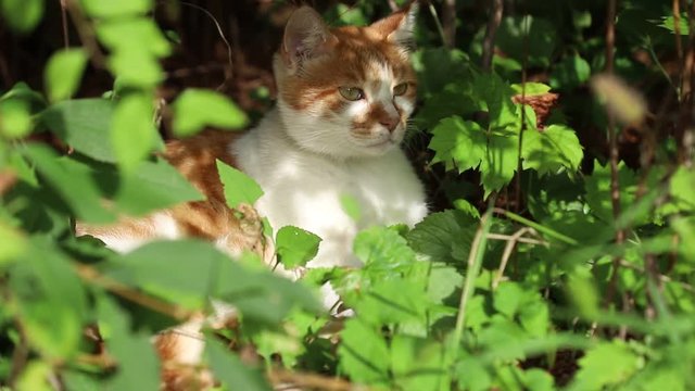 Cat resting in the woods