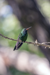 Fototapeta premium Emerald-chinned Hummingbirds ,Abeillia abeillei