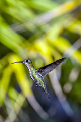  Emerald-chinned Hummingbirds ,Abeillia abeillei