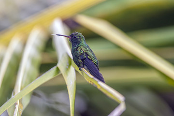 Fototapeta na wymiar Emerald-chinned Hummingbirds ,Abeillia abeillei