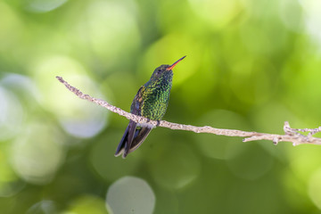  Emerald-chinned Hummingbirds ,Abeillia abeillei