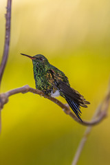  Emerald-chinned Hummingbirds ,Abeillia abeillei