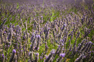 Lavender field in Aix en Provence, France