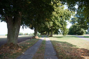 Allee