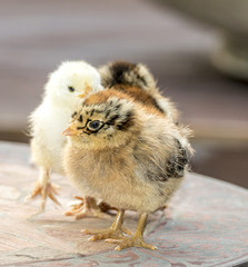 Small Chicken chicks