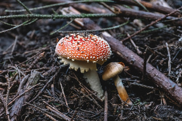 Toxic mushrooms in nature