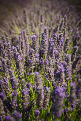 Fototapeta na wymiar Lavender field in Aix en Provence, France
