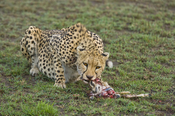 Cheetah
