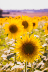 Sunflower field in Aix en Provence - France, with lavender field on the background