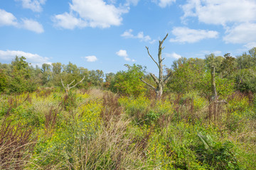 Fototapeta na wymiar Trees in a field of a natural park in sunlight in summer