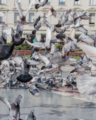 Pigeon in catalonia square