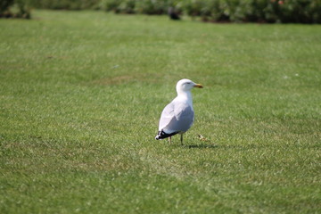 Obraz na płótnie Canvas seagull on grass