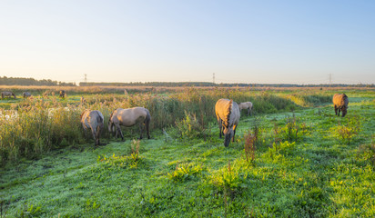 Horses in a field along a pond in a natural park at sunrise in summer   © Naj