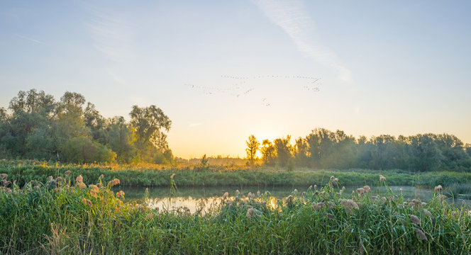 Geese flying over the shore of a pond at sunrise in summer