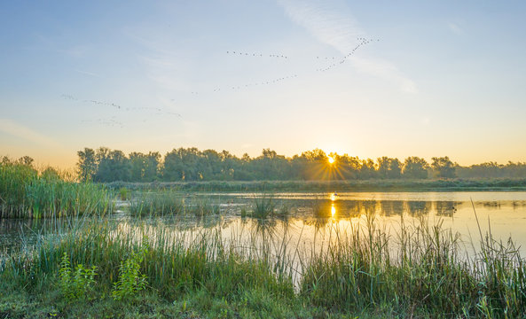 Geese flying over the shore of a pond at sunrise in summer