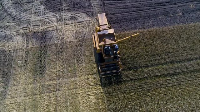  Old Combine harvester gathers wheat. Aerial view