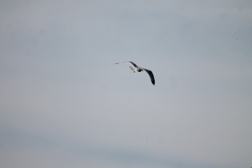 seagull flying in the blue sky