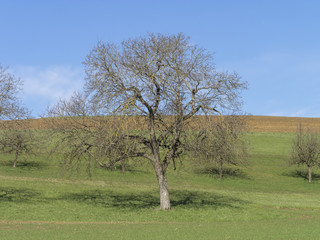 Juglans regia. Le noyer commun d'Europe. Noyeraie du markgräflerland en Forêt-noire.