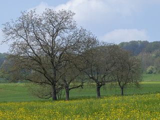 Fototapeta premium Juglans regia. Le noyer commun d'Europe. Noyeraie du markgräflerland en Forêt-noire.