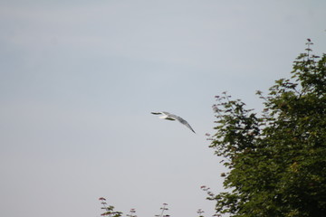 great white egret in flight