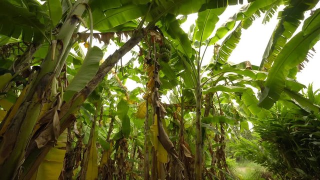 Tilt shot of Banana tree with a bunch of growing bananas 
