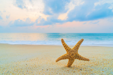 Fototapeta na wymiar A starfish besides sea shore on a beach with white sand