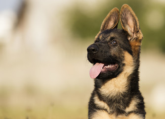 Portrait Shepherd puppy outdoors