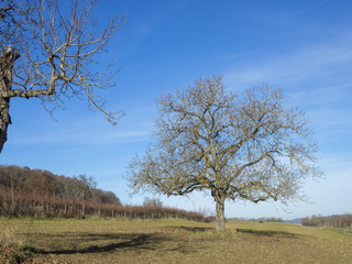 Juglans regia. Le noyer commun d'Europe. Les noyers aux branches dénudées