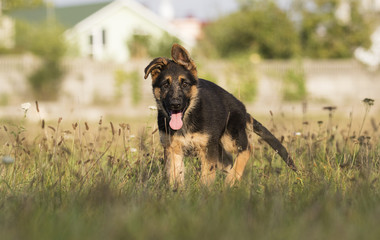 German shepherd puppy in the grass
