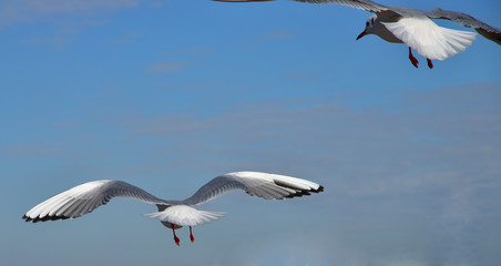 Obraz premium Scene of two seabirds flying in the blue sky which it was fine of the port