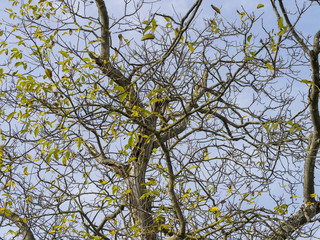 Juglans regia. Le noyer commun d'Europe. Noyer aux branches dénudées
