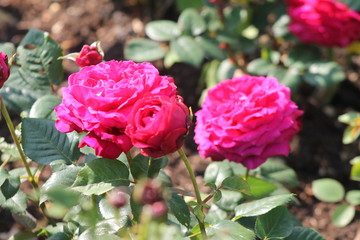 roses in the garden