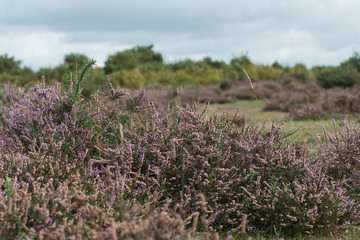 Heather in bloom in the New Forest, UK